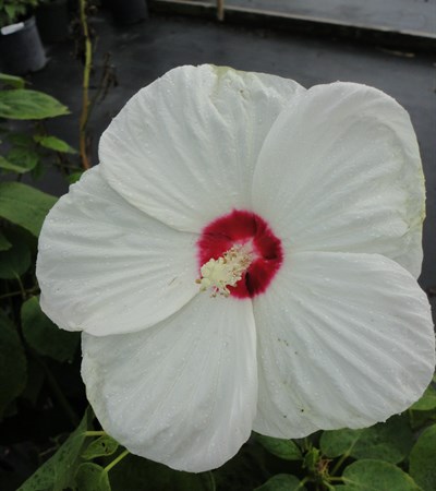 Rose Mallow Luna White